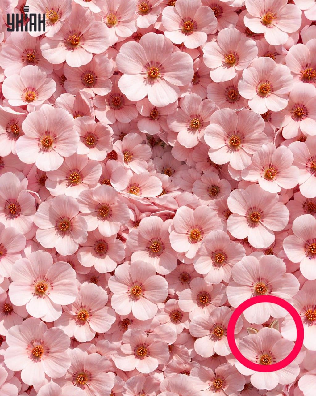 Kun 1 % af alle mennesker kan finde en kanin på 11 sekunder: en overraskende kompleks optisk illusion