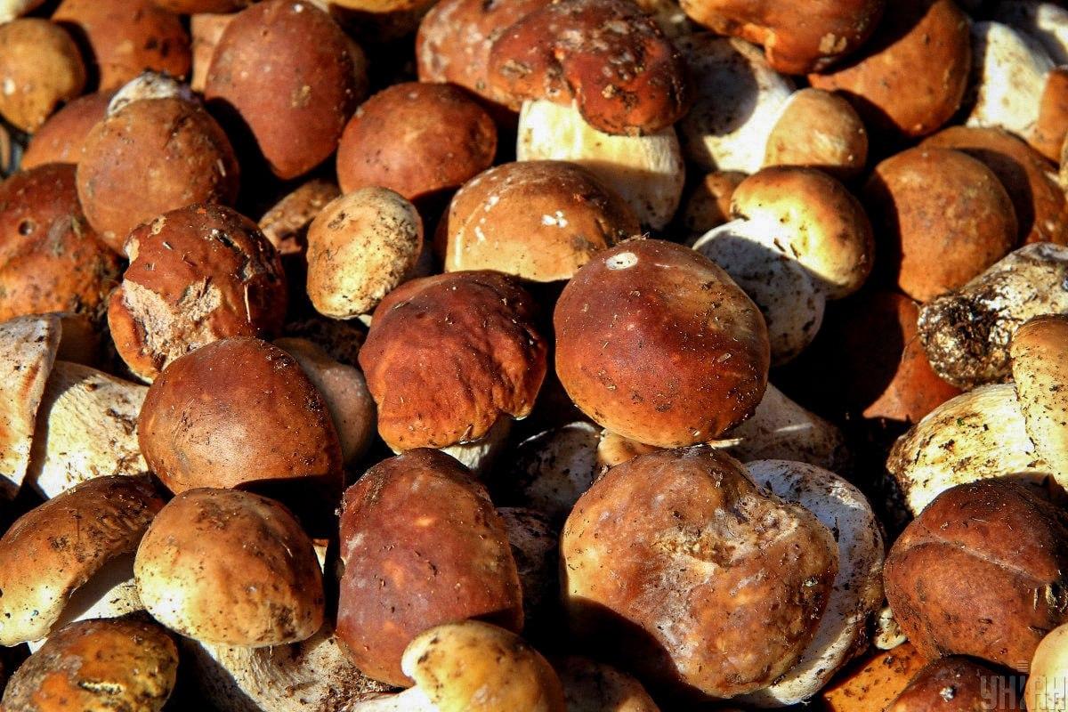 Find en sten blandt svampe på tid / Moje-collage