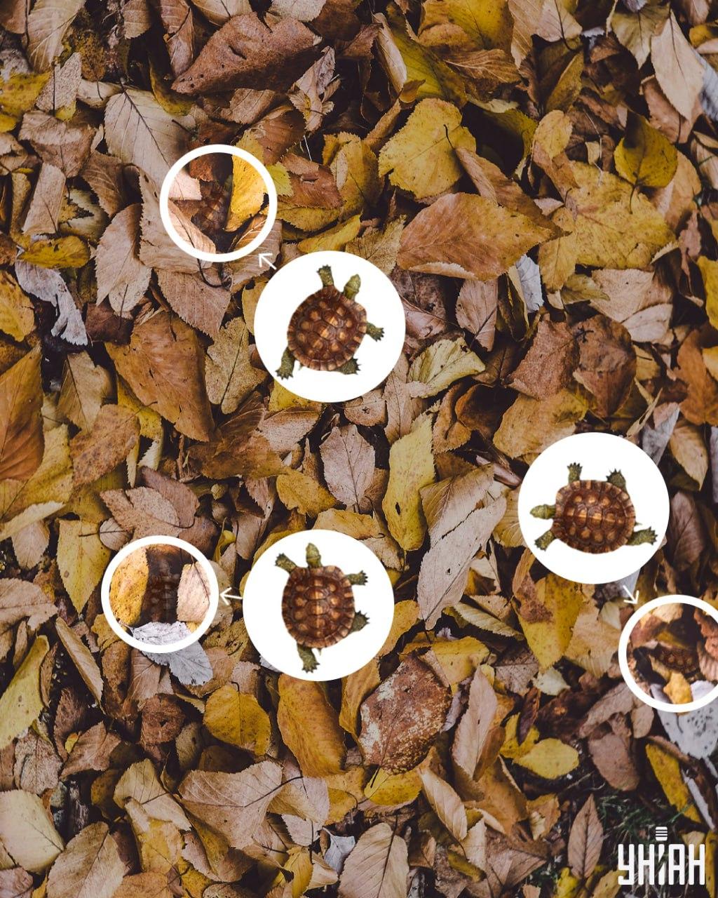 Skildpaddeskjold kan let forveksles med gulnede blade / collage Moje