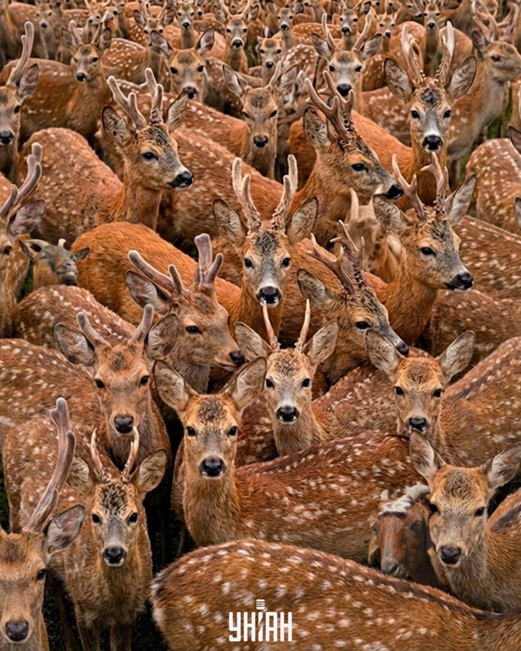 Du skal finde tre geder blandt rensdyr på 11 sekunder: en meget kompleks optisk illusion