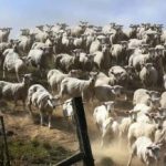 Et puslespil for dem med godt syn: Du skal finde